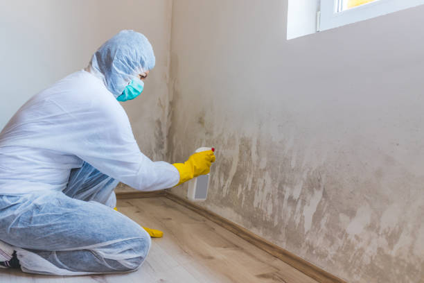 Licensed Mold Cleanup service in Decatur, IL - WQB Mold Removal